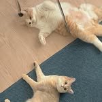 shubbang_bambbang 프로필 사진