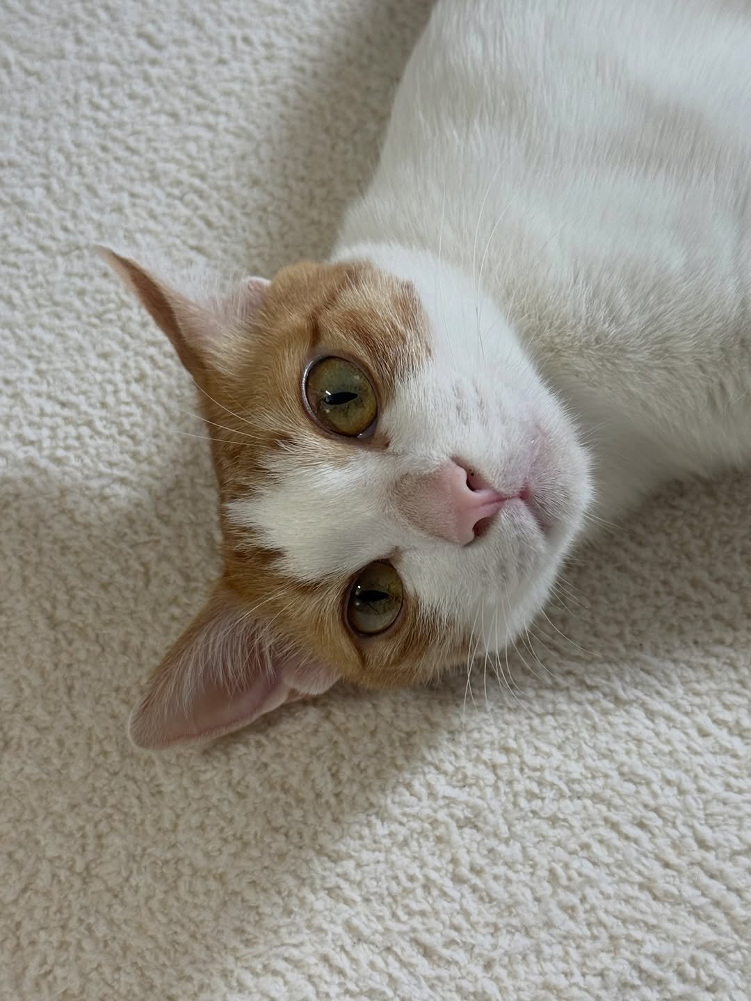 Photo by 엄된장 on April 16, 2026. May be an image of Abyssinian cat, kitten, carpet and text.