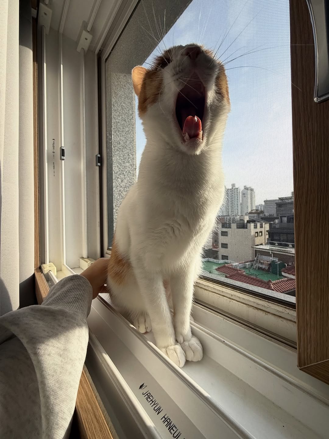 Photo by 엄된장 on December 12, 2025. May be an image of kitten and text.