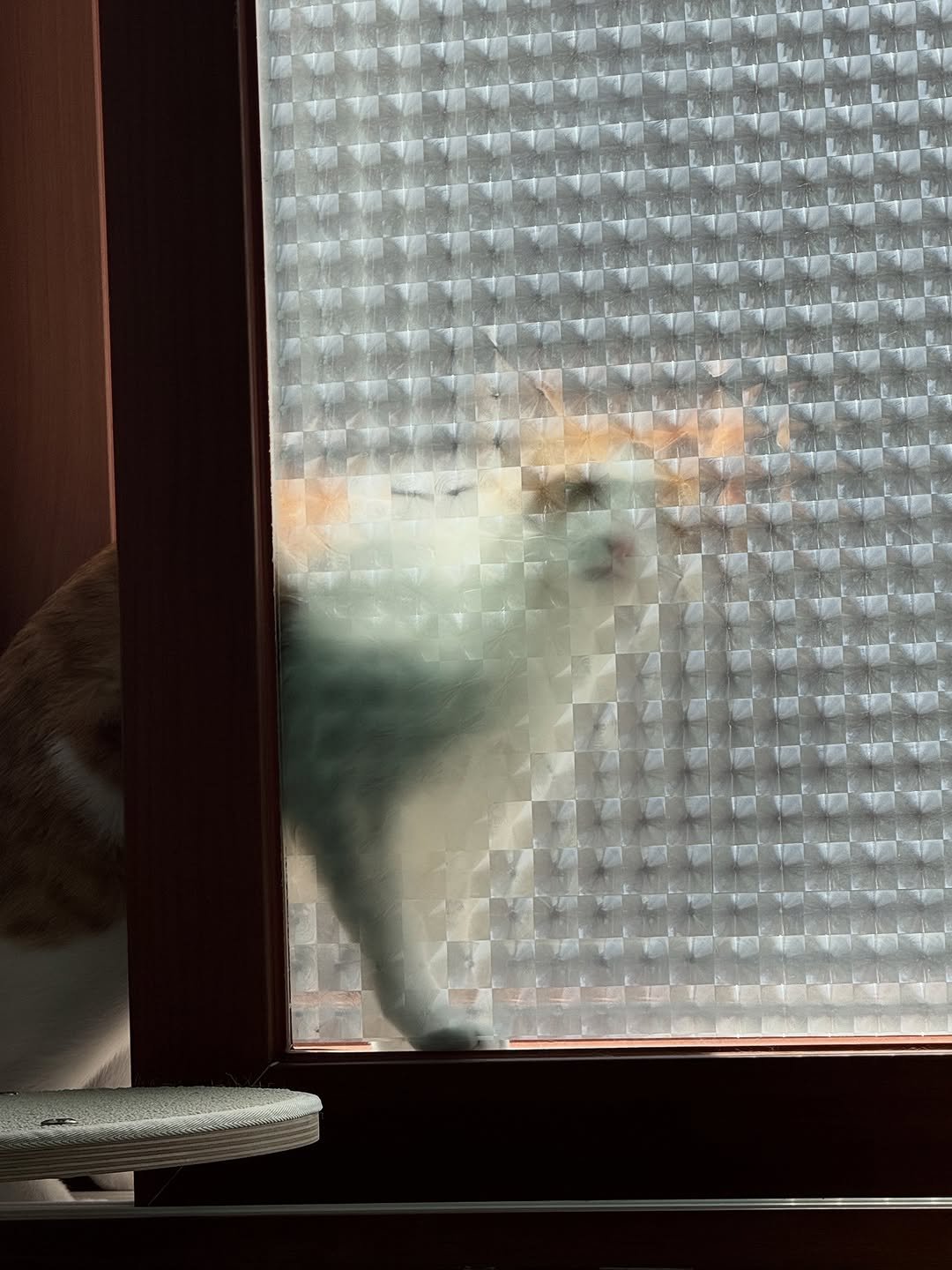 Photo by 엄된장 on September 17, 2025. May be an image of chipmunk, rodent, squirrel, Abyssinian cat, window and text.