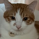 cheddar_0330 프로필 사진