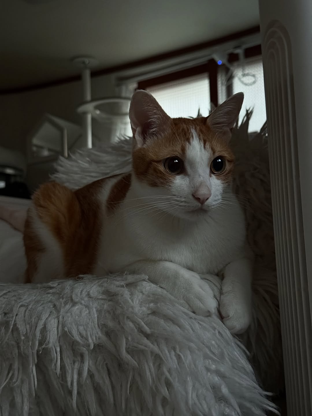 Photo by 엄된장 on September 26, 2025. May be an image of tortoiseshell cat, Abyssinian cat, kitten and text.