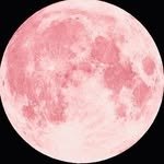 chaxx_moon 프로필 사진