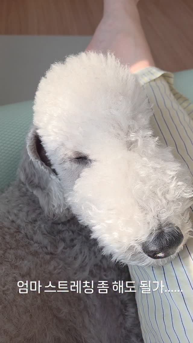 euddeume_ 게시물 이미지: 폼롤러에 다리올려둔지 10분 경과....
남사니가 아침 햇살에 자꾸 잠들어요.. 너무기여워..😇💕