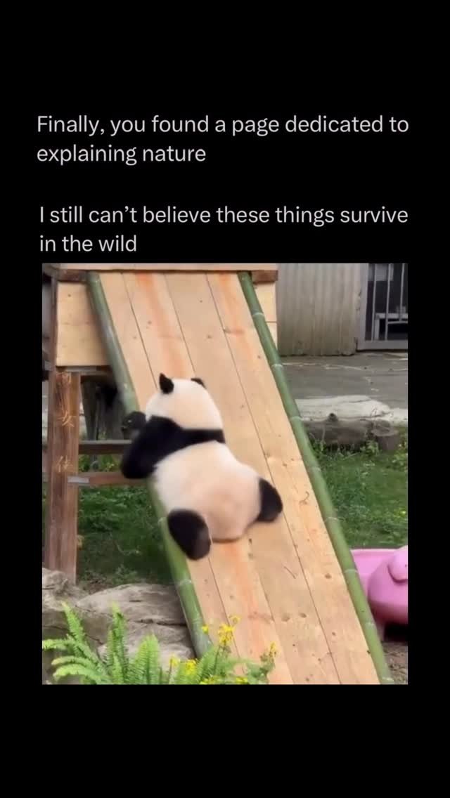 explainingnature 게시물 이미지: Giant pandas are one of nature’s most...