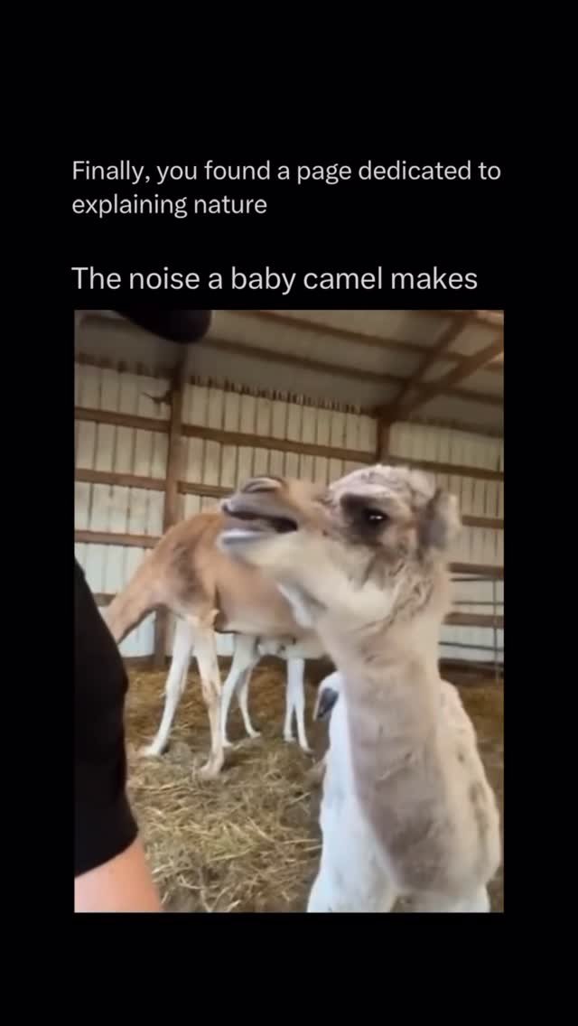explainingnature 게시물 이미지: Baby camels, or calves, are some of the most...