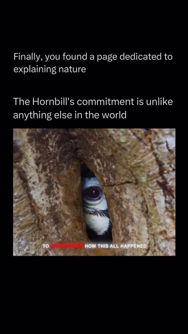 explainingnature 게시물 이미지: The hornbill is known for one of the most...