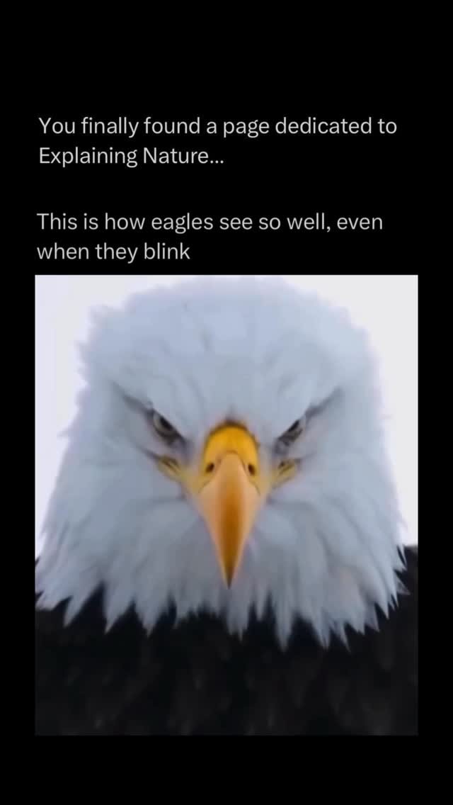 explainingnature 게시물 이미지: Eagles are powerful birds of prey known for...