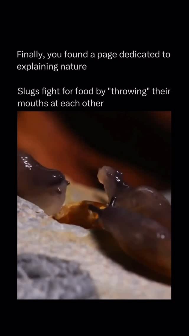 explainingnature 게시물 이미지: It’s an unexpected showdown in the slowest...