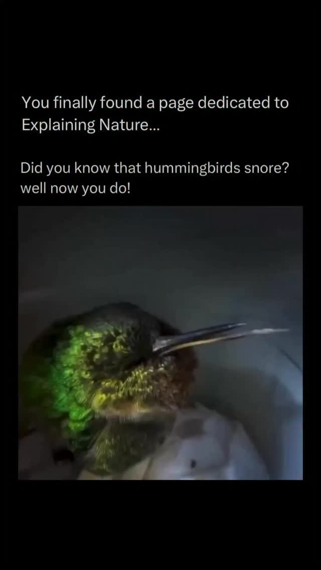 explainingnature 게시물 이미지: Hummingbirds are tiny, high-energy birds built...