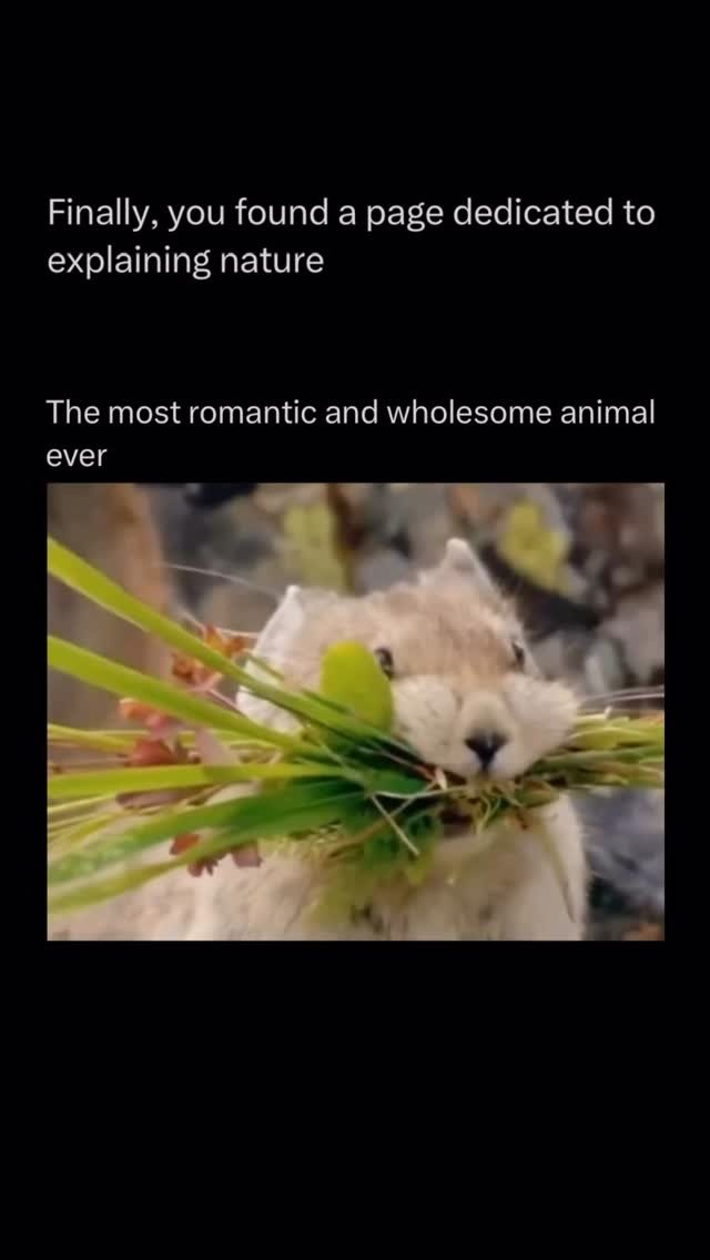 explainingnature 게시물 이미지: The pika is one of the smallest and most...