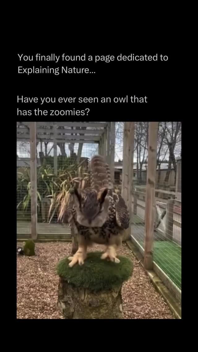 explainingnature 게시물 이미지: Animals get “the zoomies” when they suddenly...