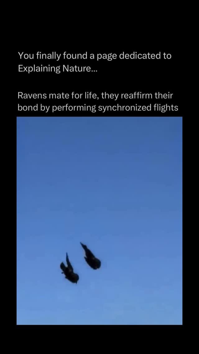 explainingnature 게시물 이미지: Ravens occasionally perform synchronized...