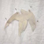 fairybones_official 프로필 사진