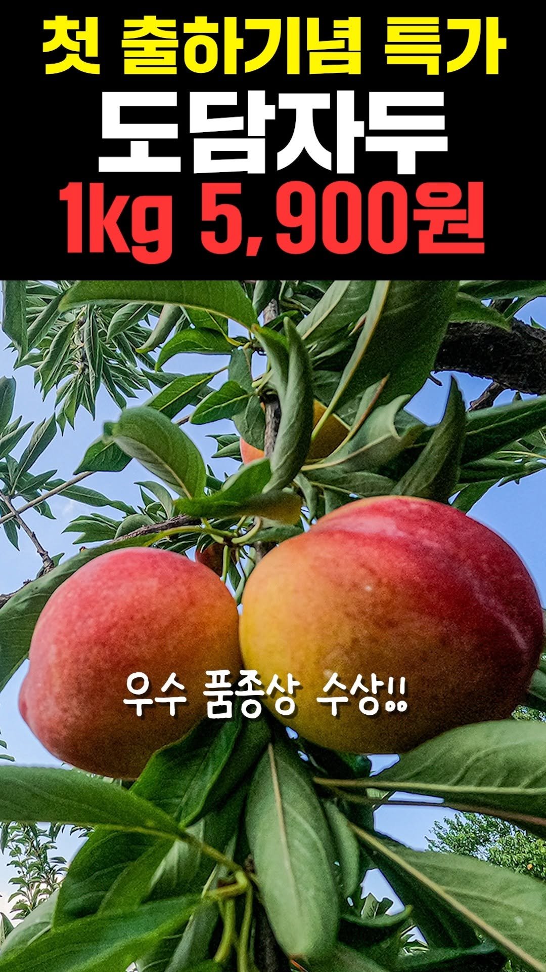 fighting._.farm 게시물 이미지: 햇 도담자두 드디어 출하!🎊
1kg 단돈 5,900원에 만나보세요!!😀
✨대한민국...