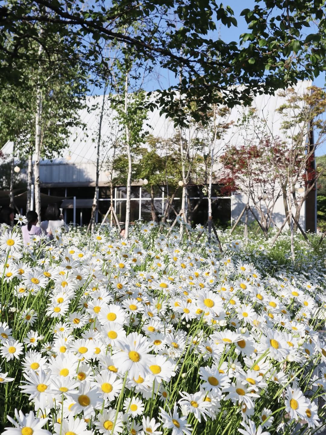 fillmoodcafe 게시물 이미지: fillmood daisy season, 2026
필무드 데이지 개화 현황...