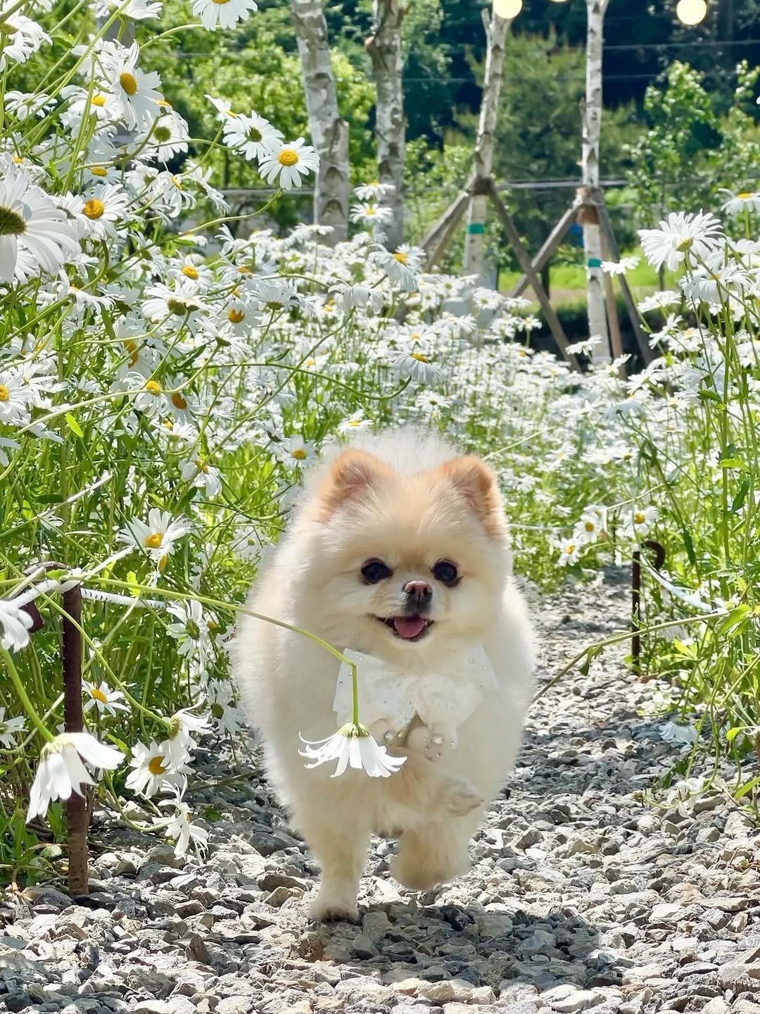 fillmoodcafe 게시물 이미지: 반려견 동반 이용 안내 🐾
필무드는 반려견과 함께 방문(별관/야외)하실 수 있는...