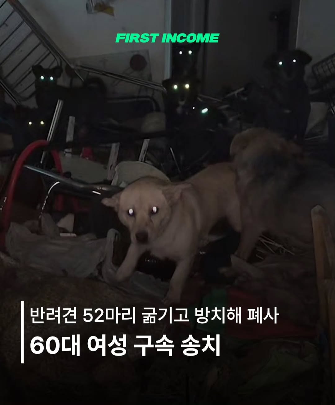firstincome_now 게시물 이미지: 🐾 반려견 52마리 굶기고 방치해 폐사… 60대 여성 구속 송치

* 7월 14일...