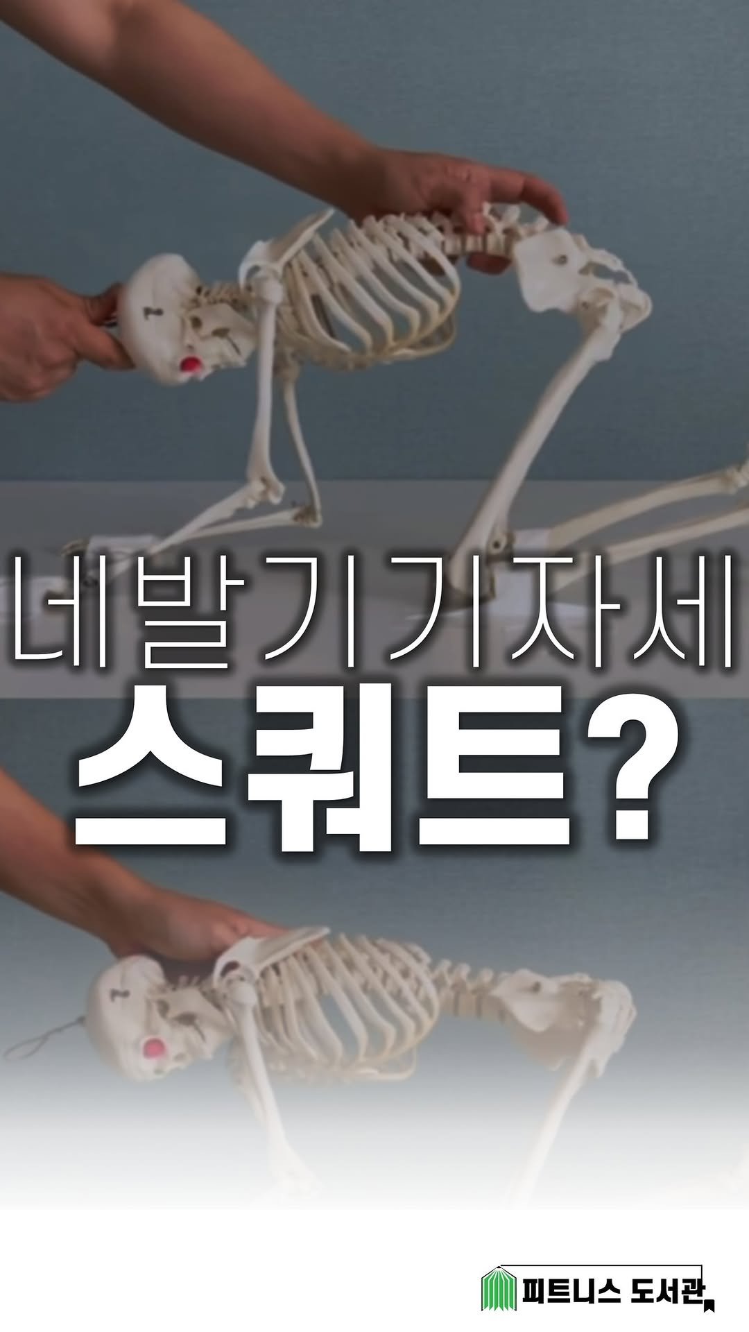 fitness_library_ 게시물 이미지: 네발기기 → 스쿼트 동작을 
‘뼈 기준’으로 분석하기 🔍👀

네발기기 자세에서 앉는...