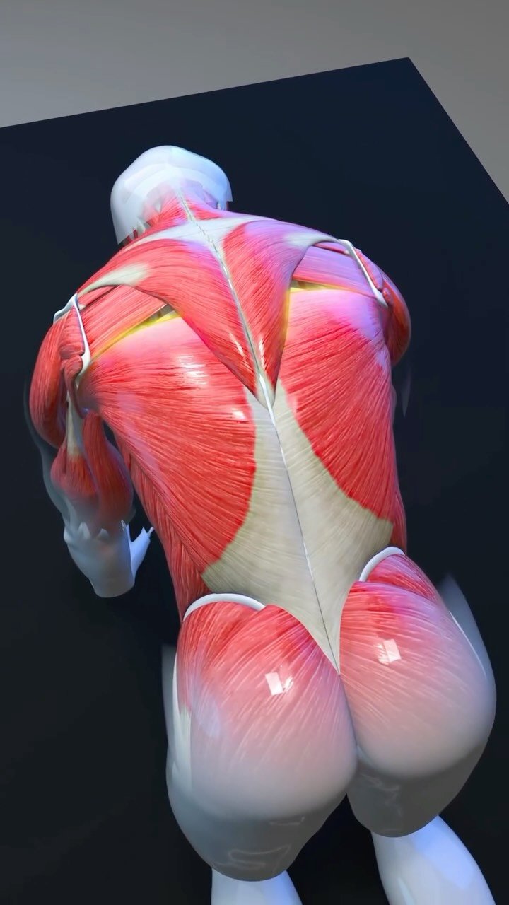 fitonomy 게시물 이미지: Stiff back? Start here 🌀🧘‍♂️
 Mobilize your...