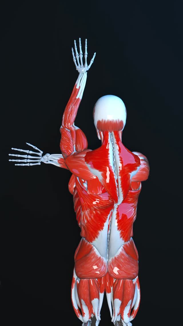 fitonomy 게시물 이미지: Tight shoulders from pressing and sitting? 🔓🧠
...