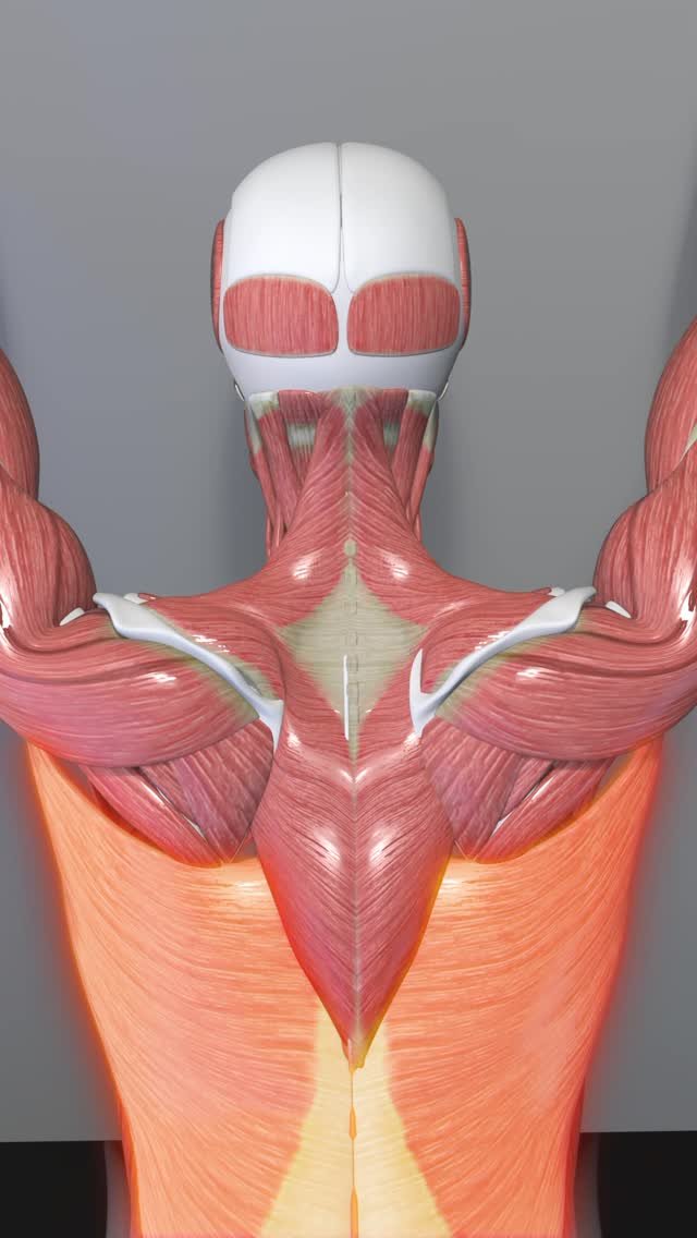 fitonomy 게시물 이미지: Tight shoulders and upper back? 🚪🧘‍♂️
 Open...