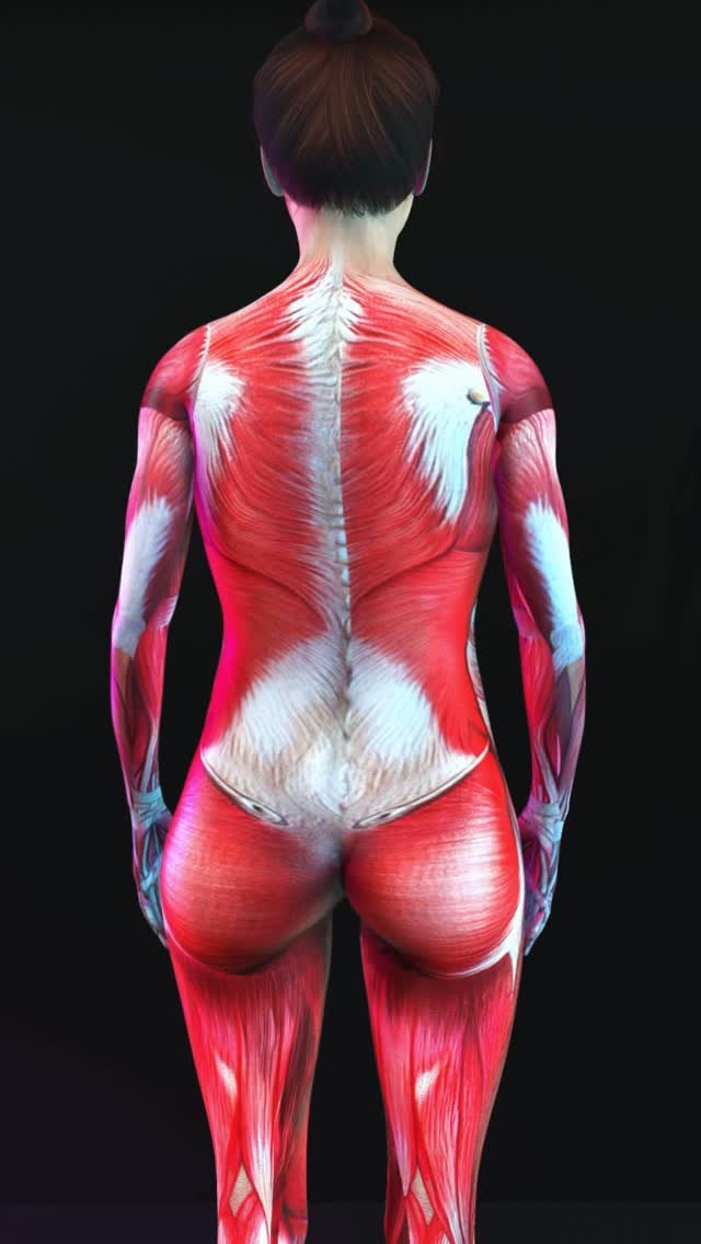fitonomyapp 게시물 이미지: Hourglass Back Workout
🔥 Download...