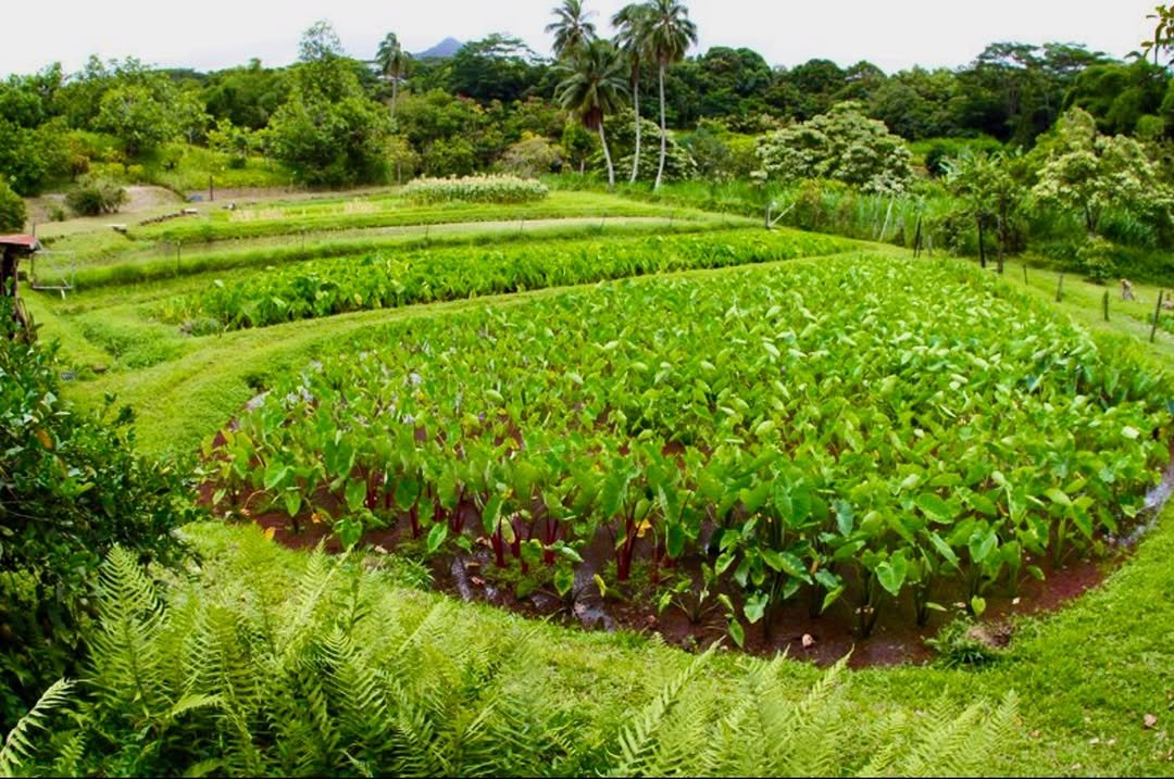 Photo by Pete Hodgson on April 22, 2026. May be an image of grass and text.