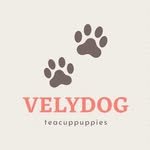 velydog_kr 프로필 사진