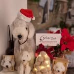 bedlpet_friends 프로필 사진