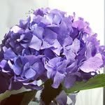 rosemay_fleur 프로필 사진