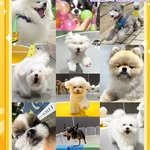 starmong_official 프로필 사진