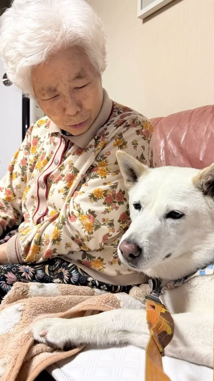 fly_yuna 게시물 이미지: -
순돌할매님께는
큰 몸집이 자랑이 되는 개봉순은
산책 후 잠이 쏟아지고,,
개...