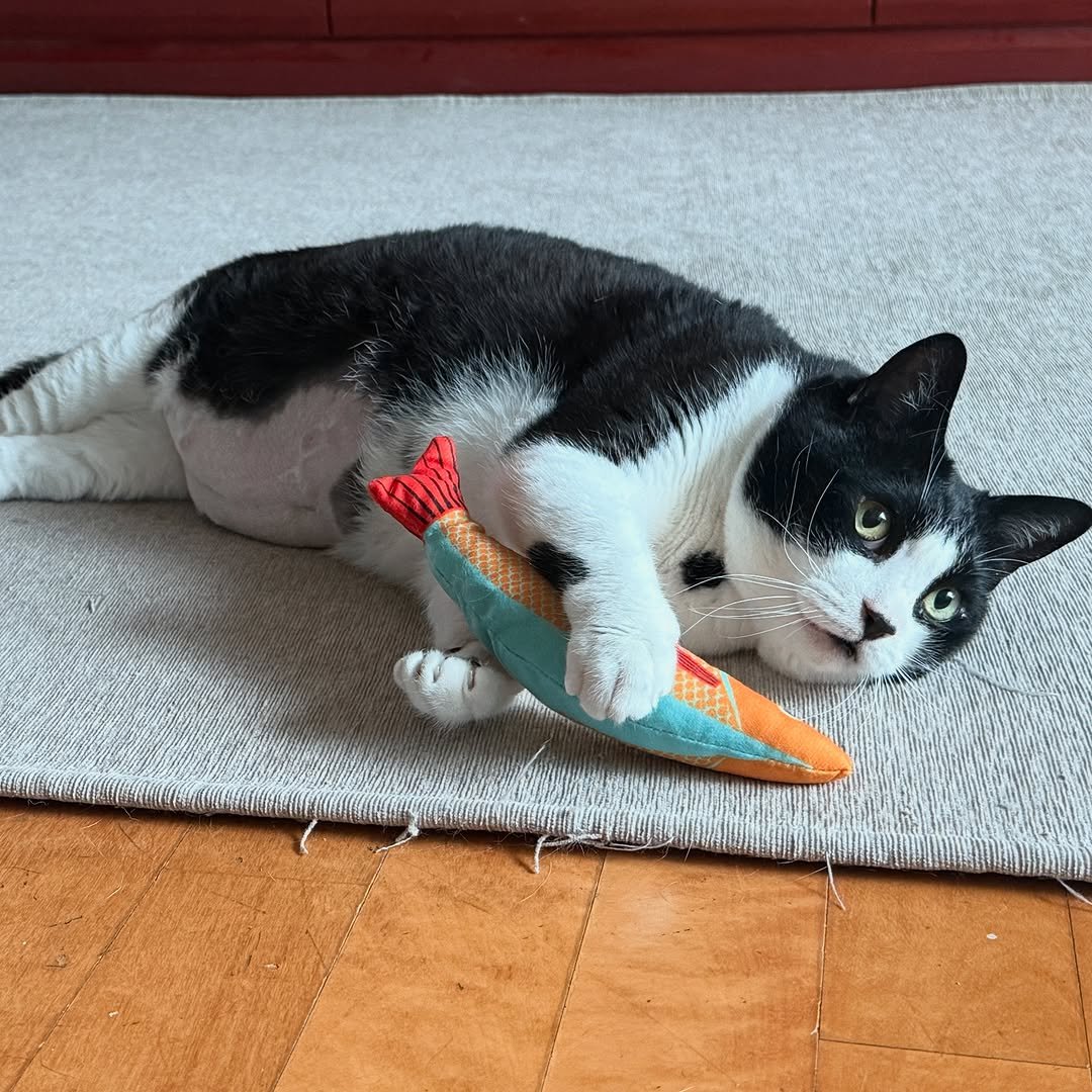 Photo by fly_yuna on May 23, 2025. May be an image of kitten, carpet and bathmat.