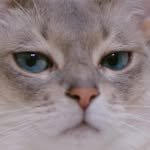 winter___cat 프로필 사진