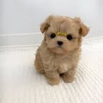 sister_puppy 프로필 사진