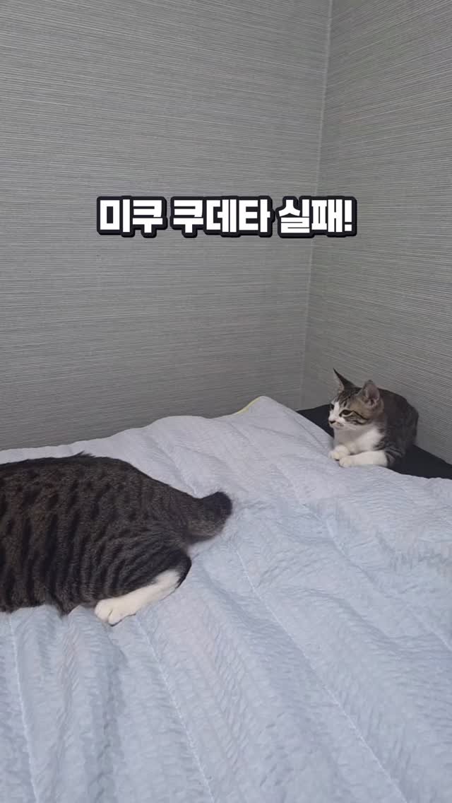 for_stray_animals 게시물 이미지: 입양완료!