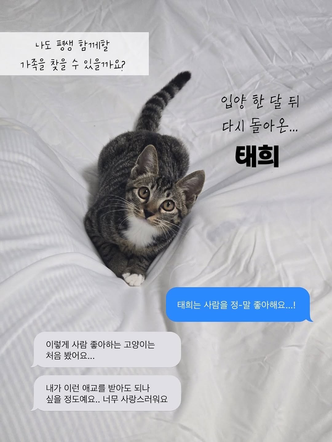 Photo by 은행이 on September 14, 2025. May be an image of kitten, tortoiseshell cat, pie and text that says '나도 00 펴새 함계할 가족을 찾을 가족을찾을수있을까요? 수 있을까요? 입양한달뒤 뒤 입양 한 달 다시 돌아온... 태회 태희는 태희는사람을정-말좋아해요..! 사람을 정-말 좋아해요...! 이렇게 사람 좋아하는 고양이는 처음 봤어요... 내가 이런 애교를 받아도 되나 싶을 정도예요.. 너무 사랑스러워요'.