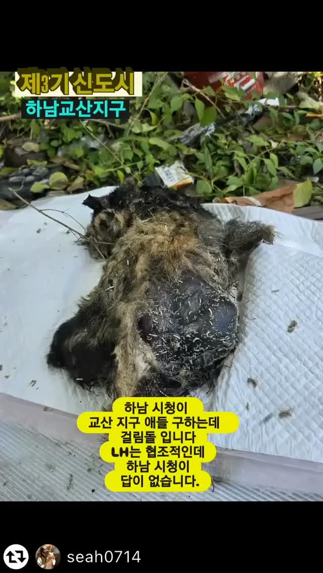 for_stray_animals 게시물 이미지: #리그램 - @seah0714 
주민이 지난주 아파  보이는 아이가 다닌다고...