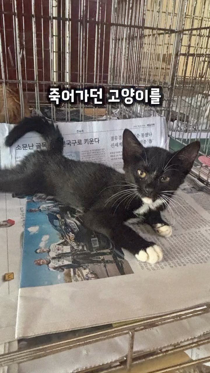 for_stray_animals 게시물 이미지: #영종도고양이 새끼냥 중 마지막 남은 덕희😭
