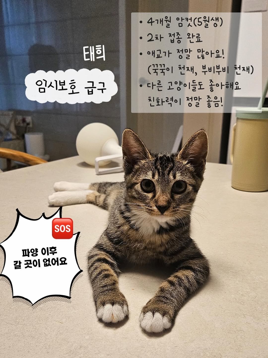 Photo by 은행이 on September 06, 2025. May be an image of kitten, Abyssinian cat, tortoiseshell cat and text that says '태희 4개월 암컷(5월생) ·2차 접종 완료 애교가 정말 많아요! (국꾹이 천재, 부비부비 천재) 다른 고양이들도 좋아해요 친화력이 전막 02 좋음! 임시보호 급구 SOS 파양 파양이후 이후 갈 곳이 없어요'.