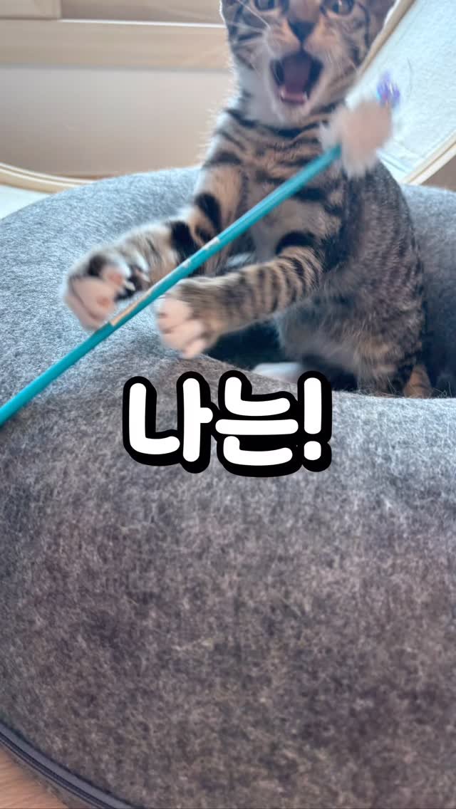 for_stray_animals 게시물 이미지: #영종도고양이 메로 입양완료🍈🍈🍈
