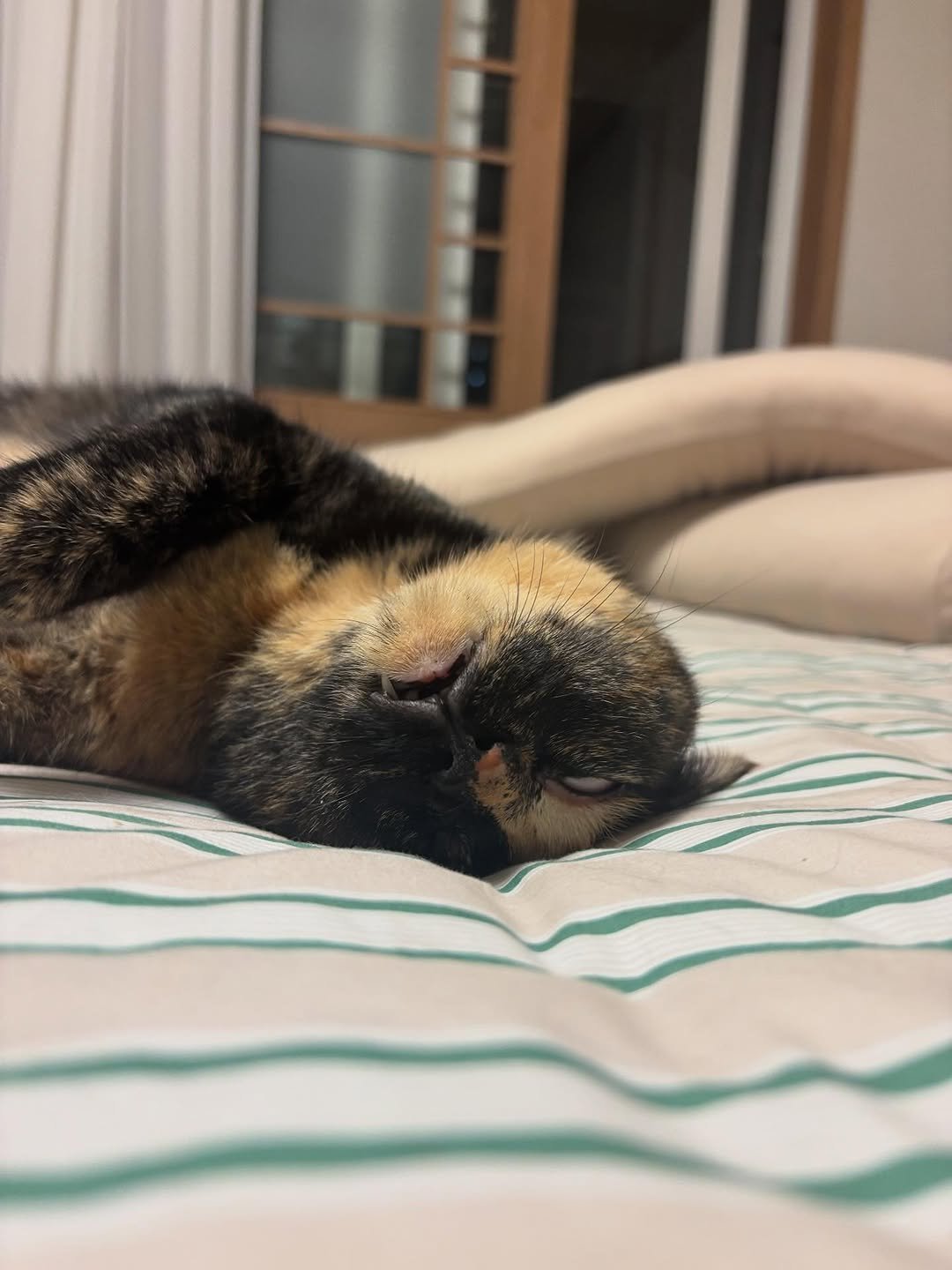 Photo by 은행이 on September 14, 2025. May be an image of sleeping, kitten, tortoiseshell cat and text.