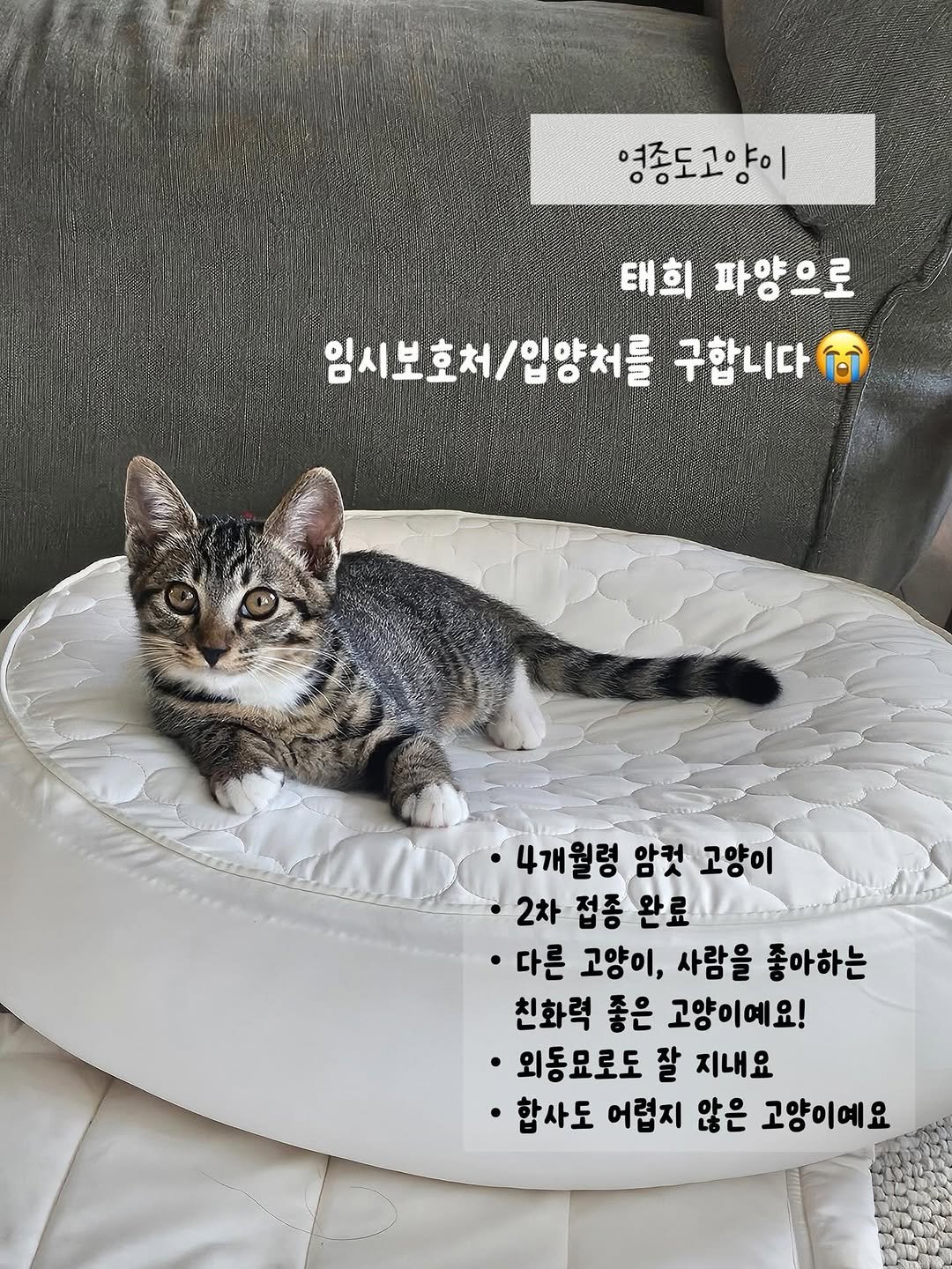 Photo by 은행이 on September 06, 2025. May be an image of kitten, Abyssinian cat, pie and text that says '영종도고양이 태희 파양으로 임시보호처\/입양처를 입양처를 구합니다 임시보호처/ 4개월령 암컷 고양이 ·2차 접종 완료 다른 고양이, 사람을 좋아하는 친화력 좋은 고양이예요! 외동요로도 잘 지내요 합사도 어렵지 않은 고양이예요'.