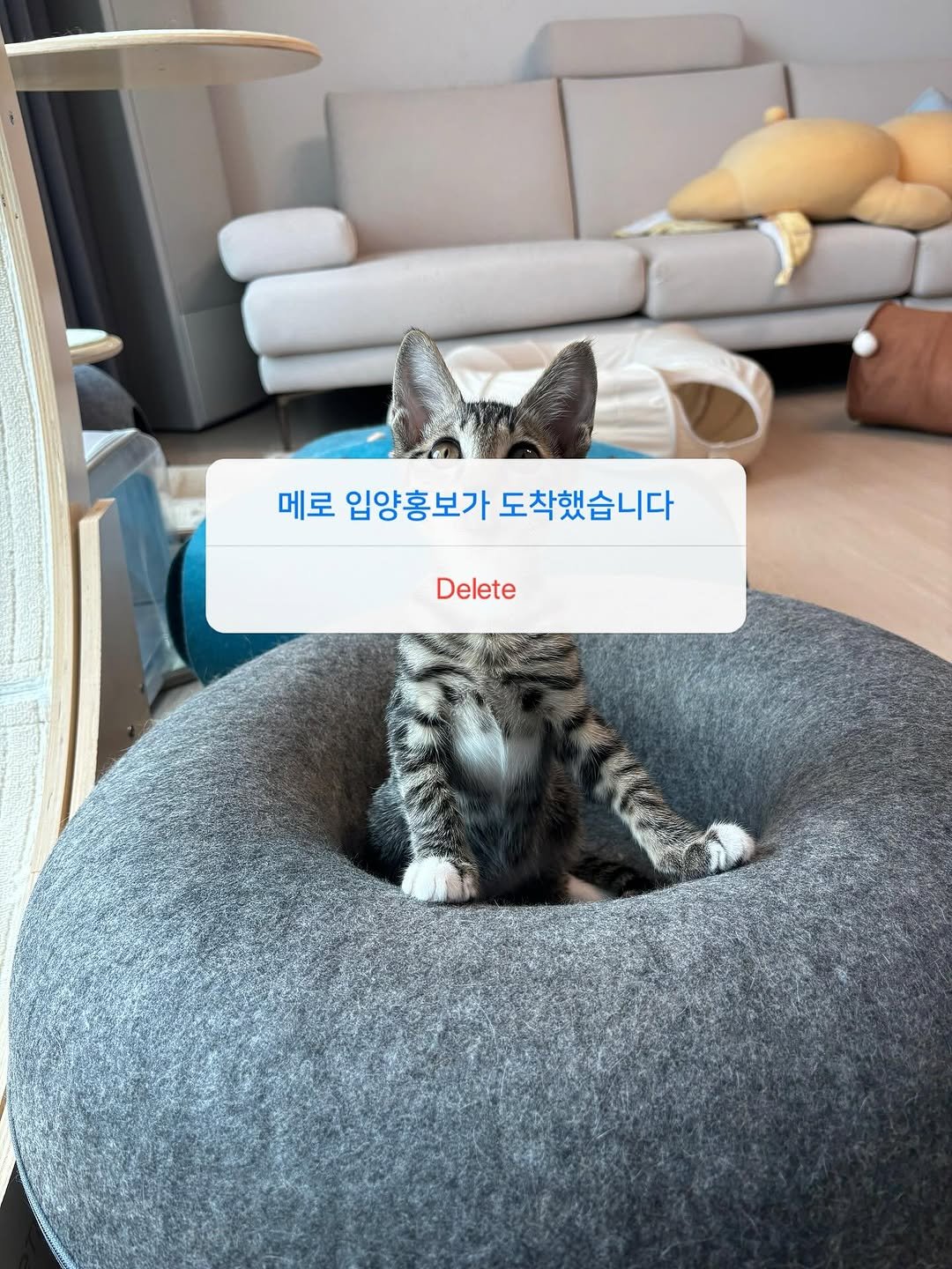 Photo by 은행이 on September 08, 2025. May be an image of kitten, Abyssinian cat, beanbag chair and text that says '메로 입양홍보가 도착했습니다 Delete Delete'.
