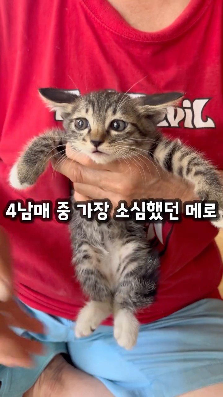 for_stray_animals 게시물 이미지: #영종도고양이 메로 입양완료🐟