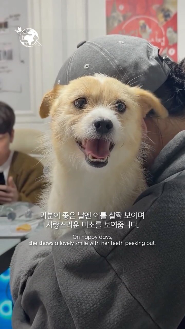 forcatmung_center 게시물 이미지: 7마리의 엄마이자 햇살같은 미소를 가진 조청이의
가족이...