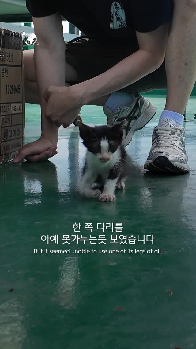 forcatmung_center 게시물 이미지: 다리를 절뚝거리는 모습으로 구조된 초롱이는
치료를 받고 잘 걷는 건강한 모습으로...