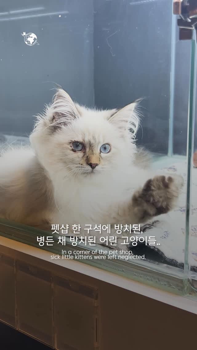 forcatmung_center 게시물 이미지: 아이들이 치료를 무사히 마치고
따뜻한 새 가족의 품으로 갈 수 있게 

동물보호의...