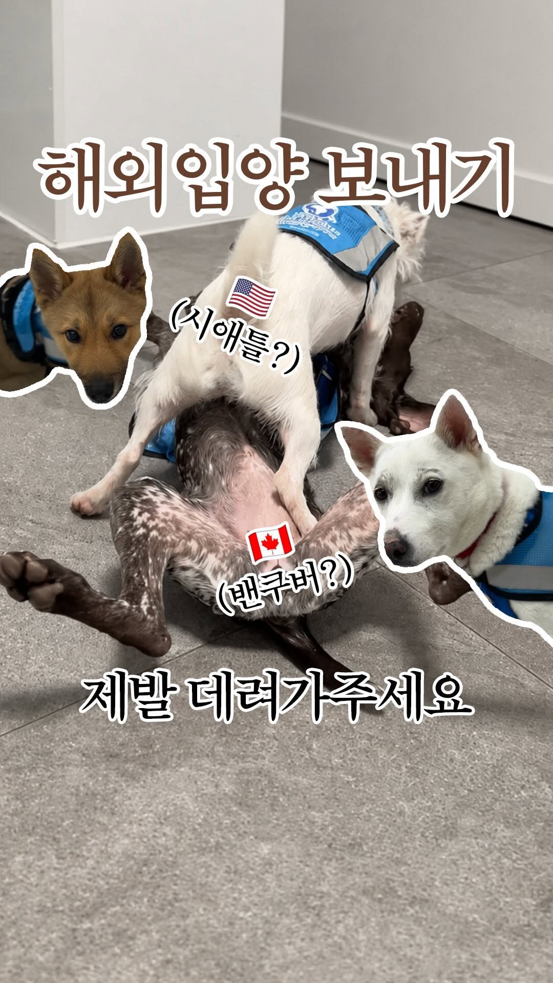 forcatmung_center 게시물 이미지: 올리&잭&곰봉&콩물&잭

미국 시애틀/캐나다 밴쿠버 각 1마리씩 해외입양...